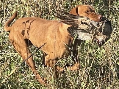 KC Reg, Fully Health Tested, Home Reared, Strong, Healthy Pups.