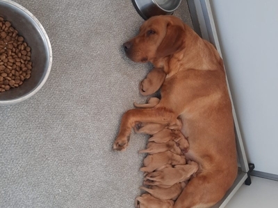 KC Registered Fox Red Labrador Puppies