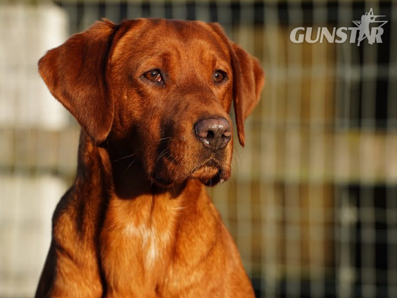  KC Registered Fox Red Labrador Puppies