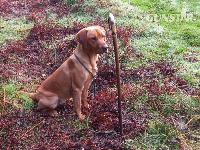 KC Registered Fox Red Labrador Puppies - {CATEGORY} in 