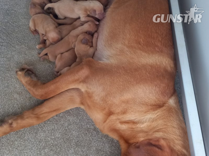 KC Registered Fox Red Labrador Puppies