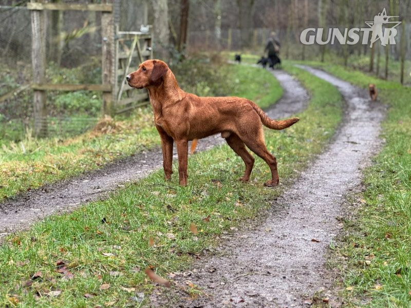 KC Registered Fox Red Labrador Puppies - {CATEGORY}