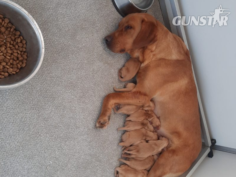 KC Registered Fox Red Labrador Puppies in 