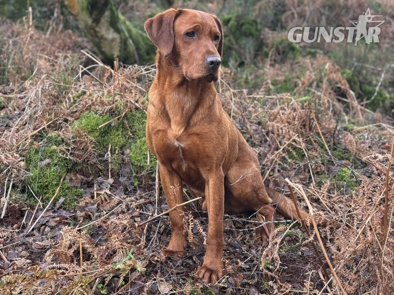 {CATEGORY} - KC Registered Fox Red Labrador Puppies in 