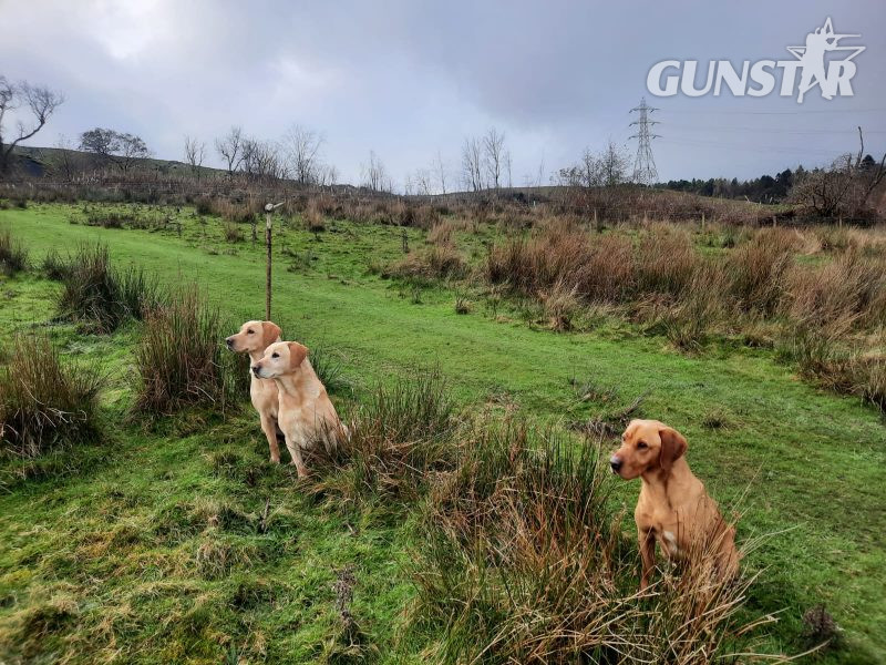 KC Registered Fox Red Labrador Puppies 