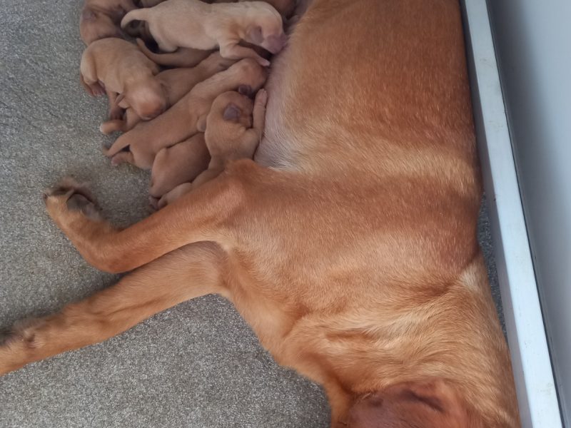 KC Registered Fox Red Labrador Puppies