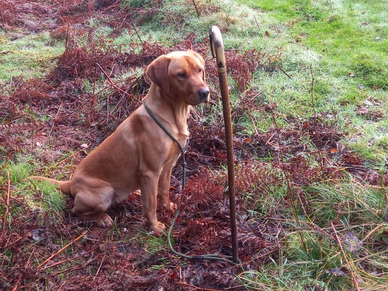 KC Registered Fox Red Labrador Puppies - {CATEGORY} in 