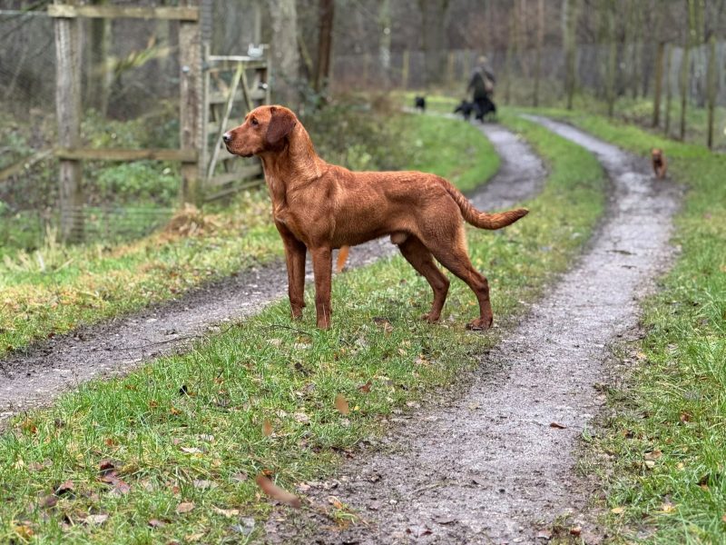 KC Registered Fox Red Labrador Puppies - {CATEGORY}