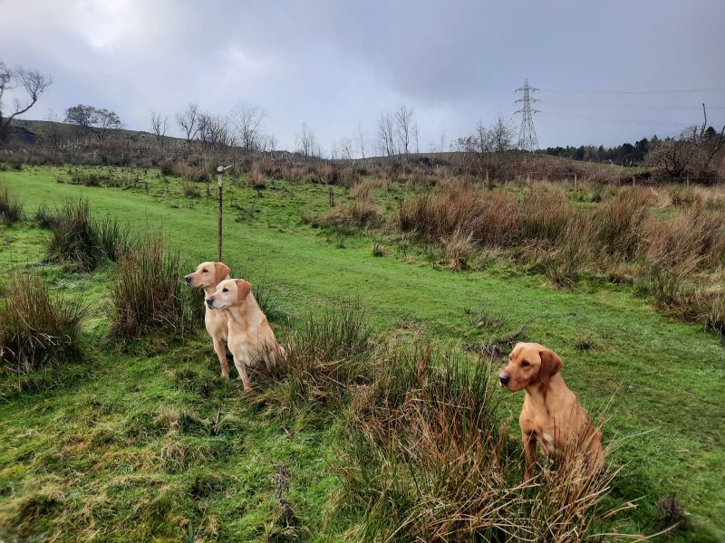 KC Registered Fox Red Labrador Puppies 