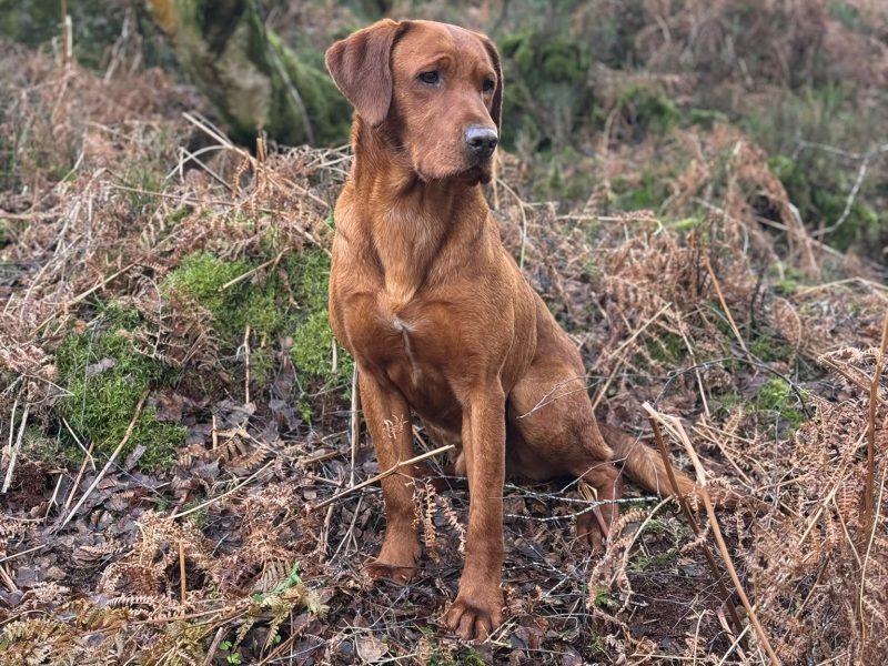 {CATEGORY} - KC Registered Fox Red Labrador Puppies in 