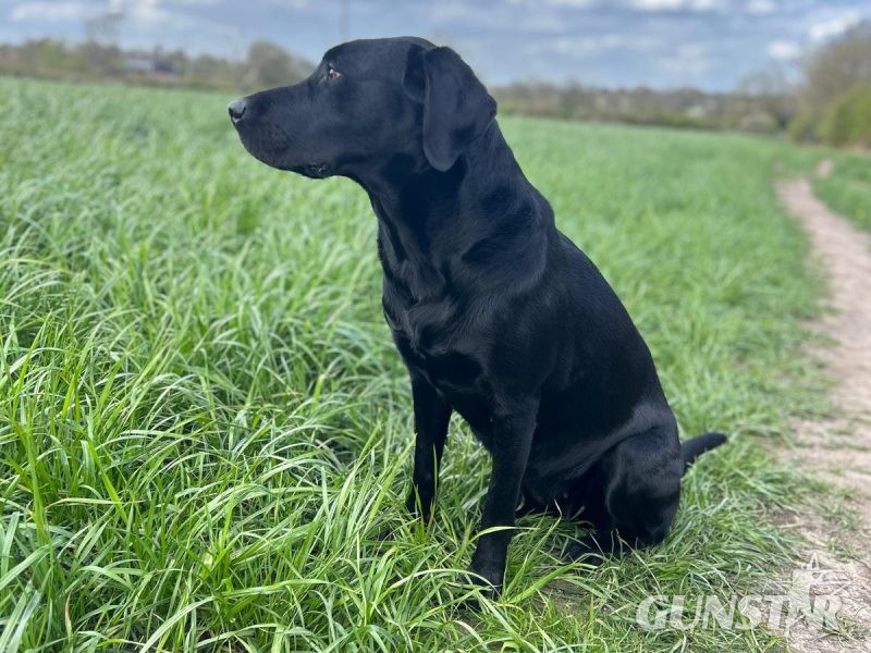 FTCh sired black Labrador puppies 