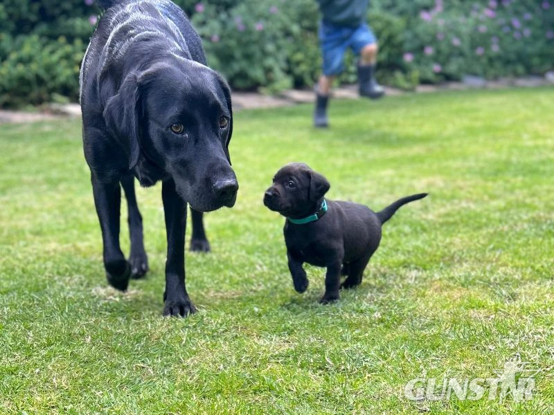 {CATEGORY} - FTCh sired black Labrador puppies in 