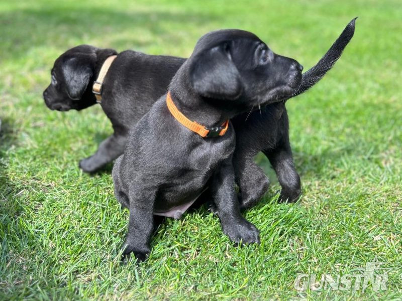 {CATEGORY} - FTCh sired black Labrador puppies
