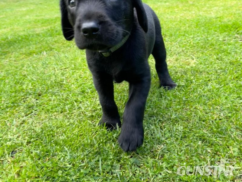 FTCh sired black Labrador puppies in 