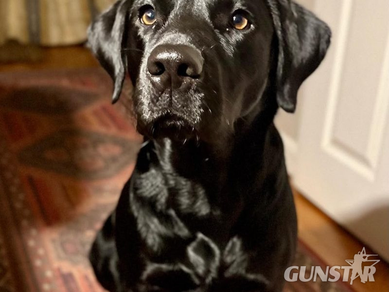  FTCh sired black Labrador puppies
