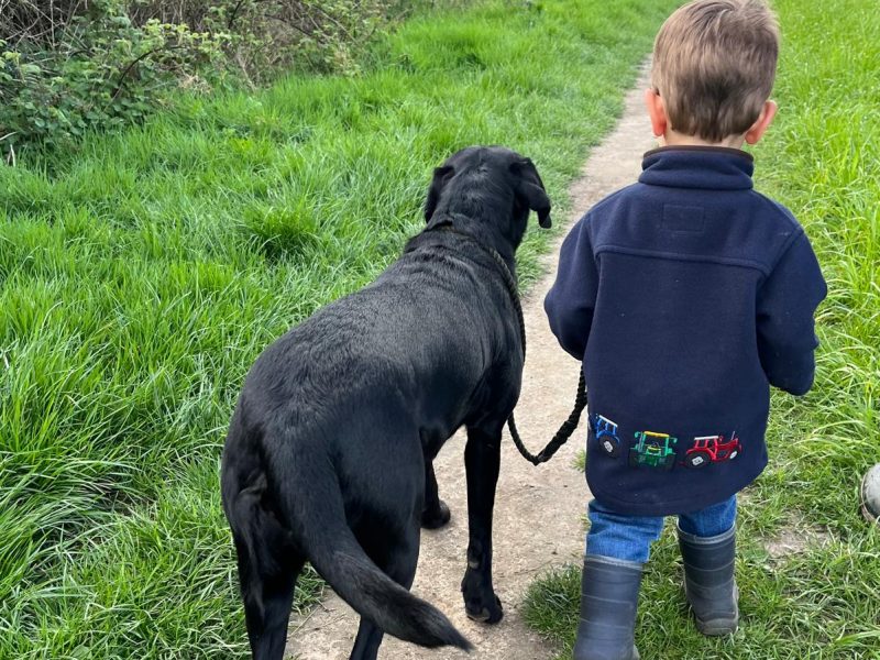 FTCh sired black Labrador puppies - {CATEGORY}