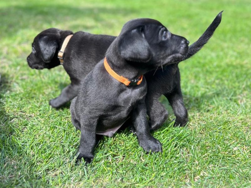 {CATEGORY} - FTCh sired black Labrador puppies