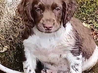 Castlegal spaniels