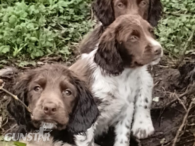 Castlegal spaniels - {CATEGORY} in 