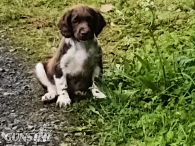  Castlegal spaniels
