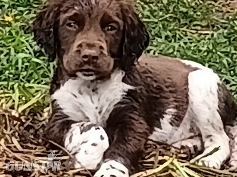 Castlegal spaniels