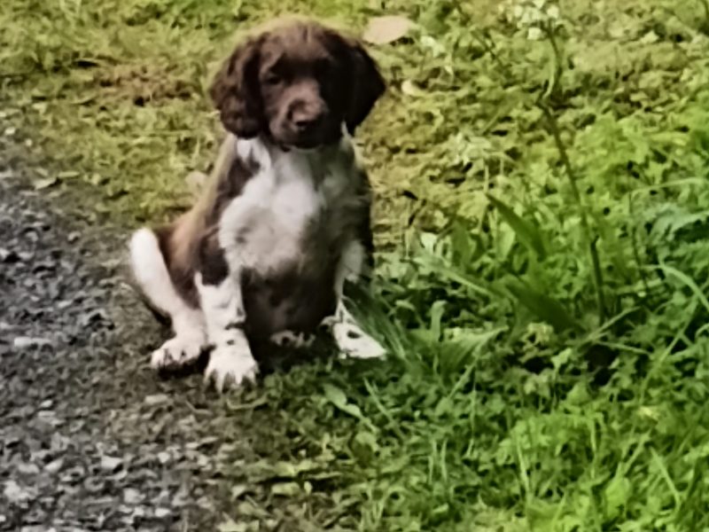  Castlegal spaniels