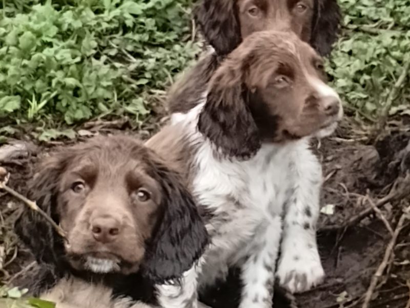 Castlegal spaniels - {CATEGORY} in 