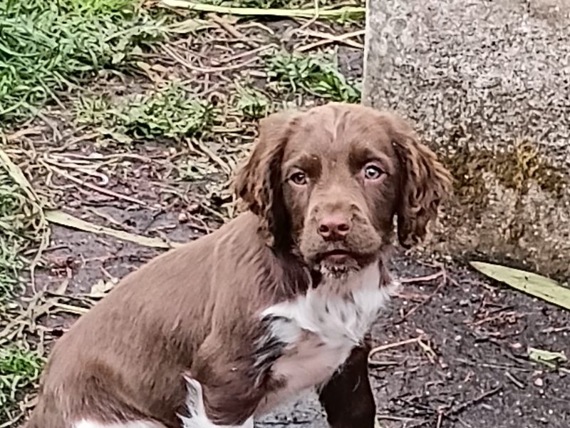 Castlegal spaniels - {CATEGORY}