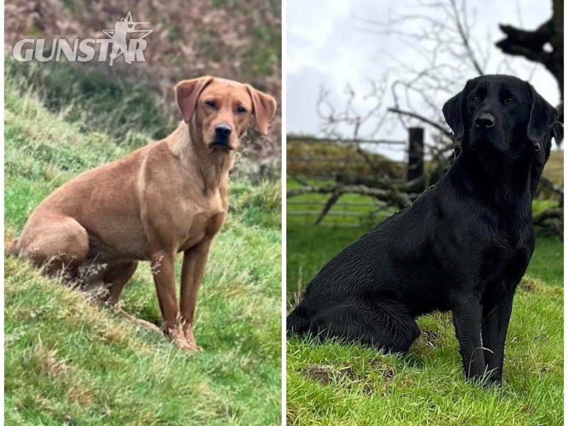  KC reg working FT lines Labrador puppies fox red and black