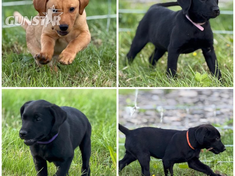 KC reg working FT lines Labrador puppies fox red and black in 