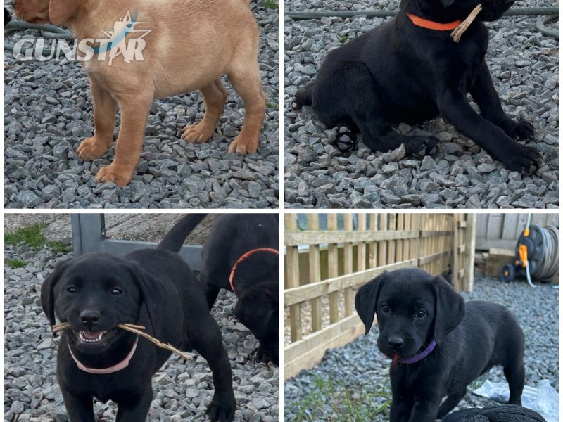KC reg working FT lines Labrador puppies fox red and black
