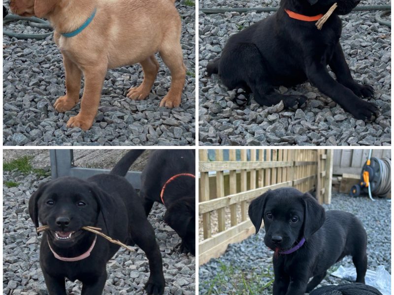 KC reg working FT lines Labrador puppies fox red and black