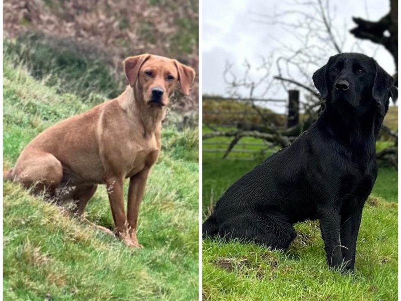  KC reg working FT lines Labrador puppies fox red and black