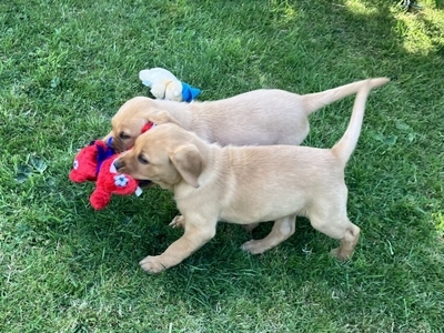 3 yellow boy puppies remaining