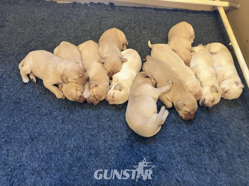  3 yellow boy puppies remaining
