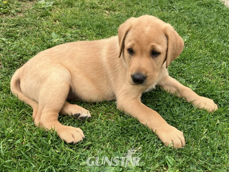 3 yellow boy puppies remaining