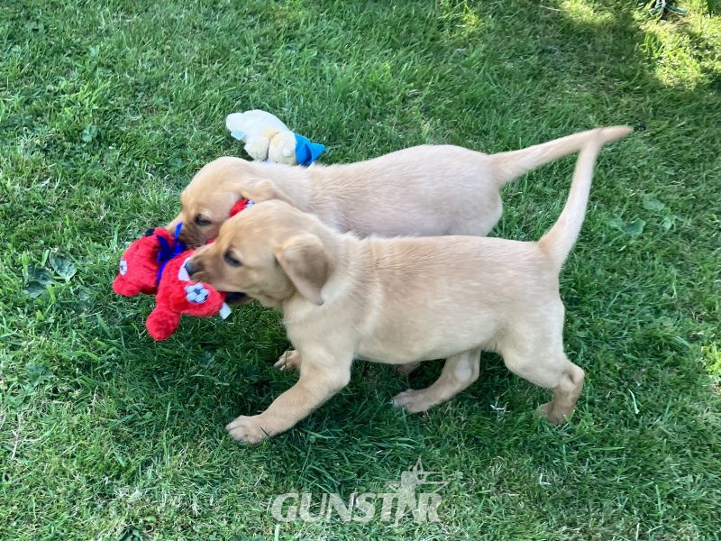 3 yellow boy puppies remaining in 