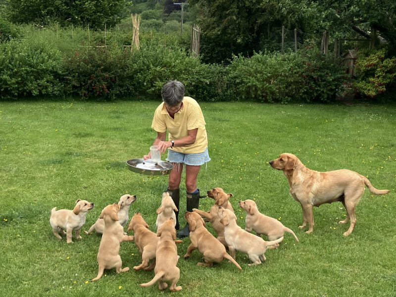 3 yellow boy puppies remaining - {CATEGORY} in 