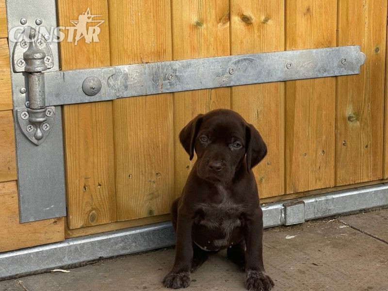 Dual Purpose GSP Puppies in 