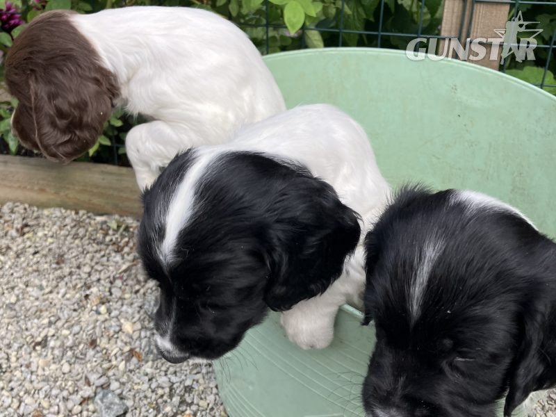 3 Quality Springer pups for sale. in 