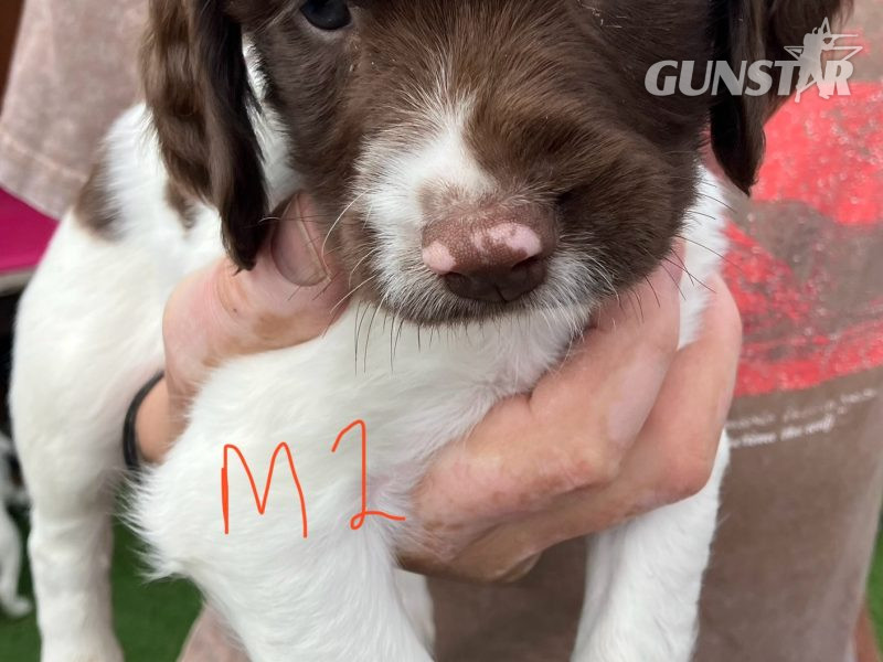 3 Quality Springer pups for sale. 