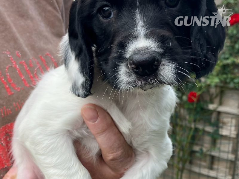 3 Quality Springer pups for sale.