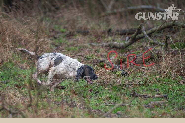 {CATEGORY} - 3 Quality Springer pups for sale.