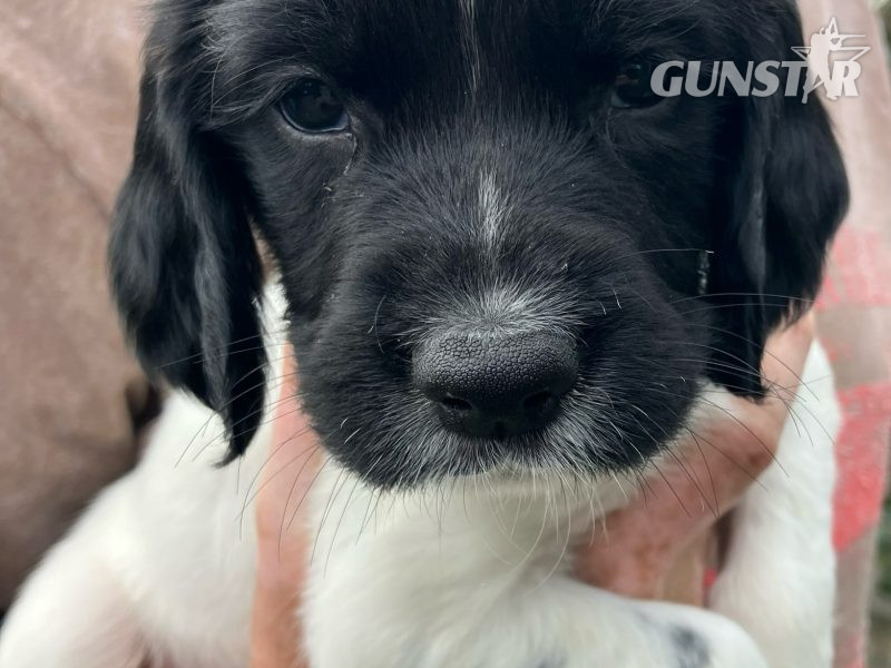 3 Quality Springer pups for sale. - {CATEGORY} in 