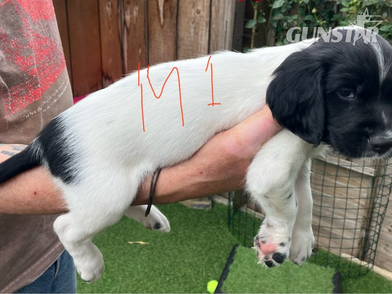 3 Quality Springer pups for sale. - {CATEGORY}