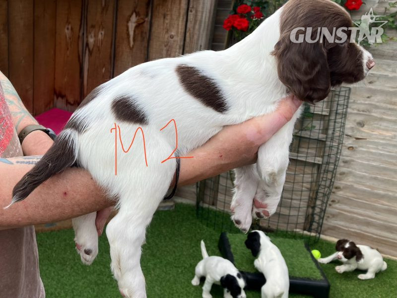 {CATEGORY} - 3 Quality Springer pups for sale. in 