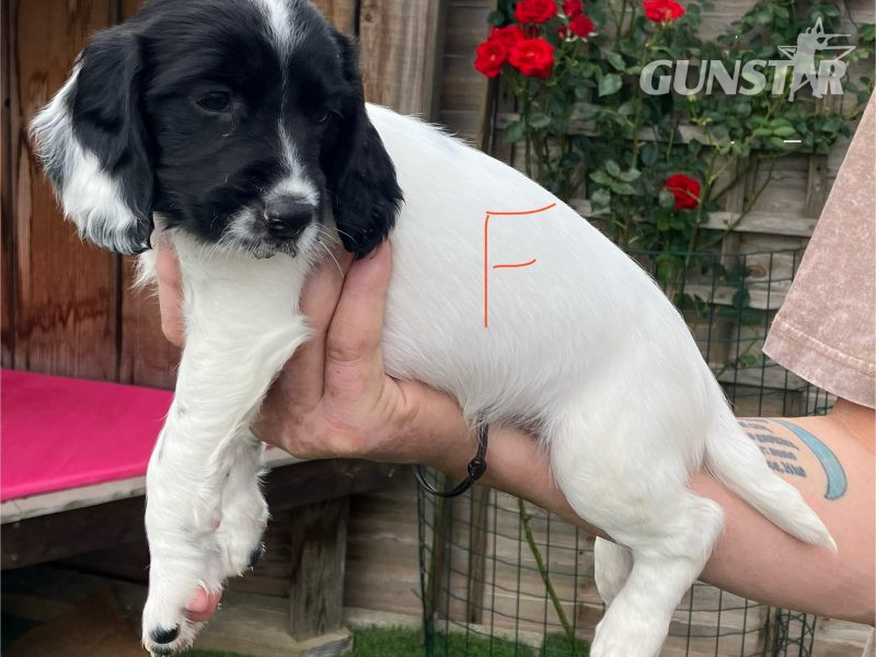  3 Quality Springer pups for sale.