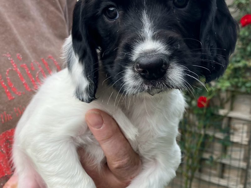 3 Quality Springer pups for sale.