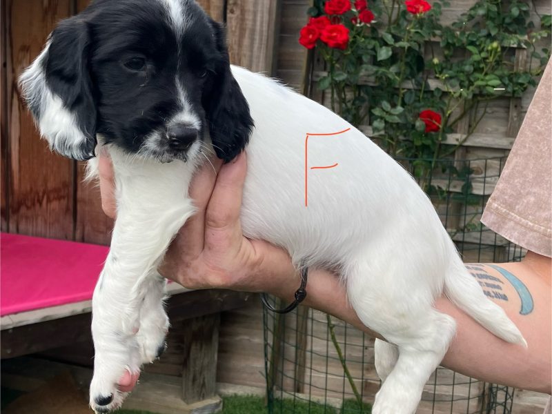  3 Quality Springer pups for sale.