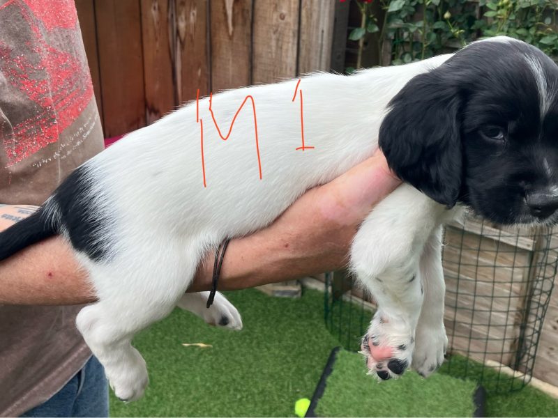 3 Quality Springer pups for sale. - {CATEGORY}